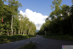 WhiteBirchTrees2025_04
