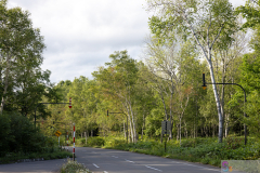 WhiteBirchTrees2025_07