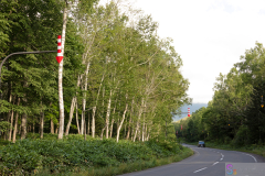 WhiteBirchTrees2025_08