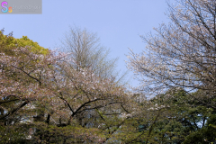 yasukuni_2007_09