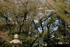 yasukuni_2007_11