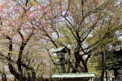 yasukuni_2007_21
