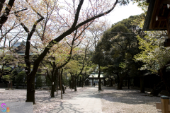 yasukuni_2007_23