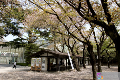 yasukuni_2007_35
