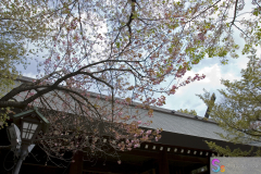yasukuni_2007_55